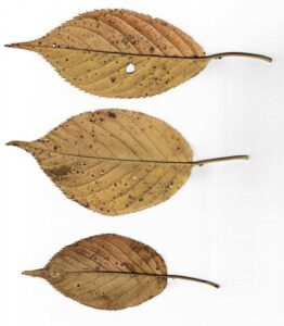 紅葉をスキャン