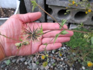 センダングサ（手のひら中央）とオナモミ（左下）