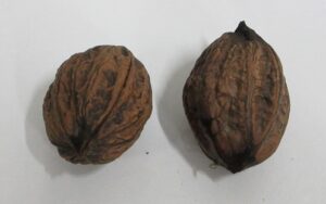 クルミの種