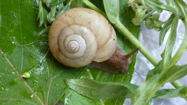 カタツムリくん