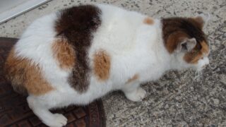 三毛猫