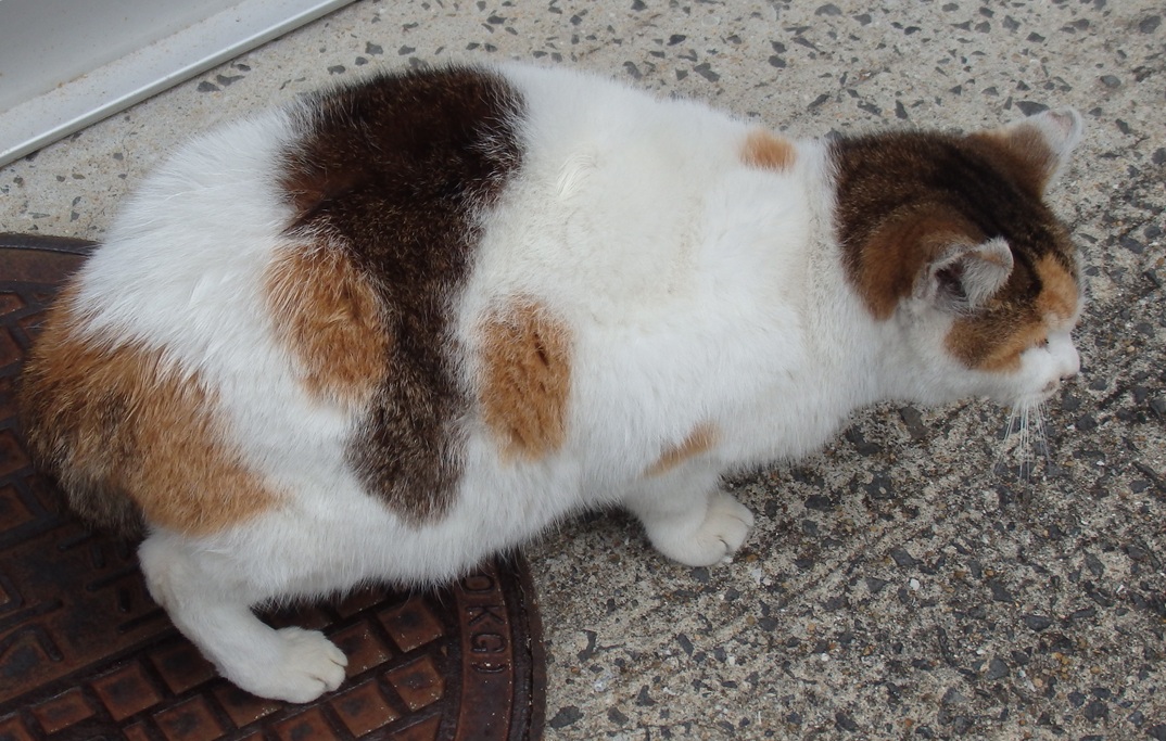 三毛猫