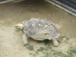 ケヅメリクガメ
