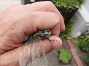 捕まえたトンボ