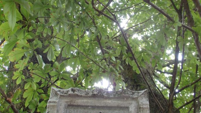 荻神社のトチノキ