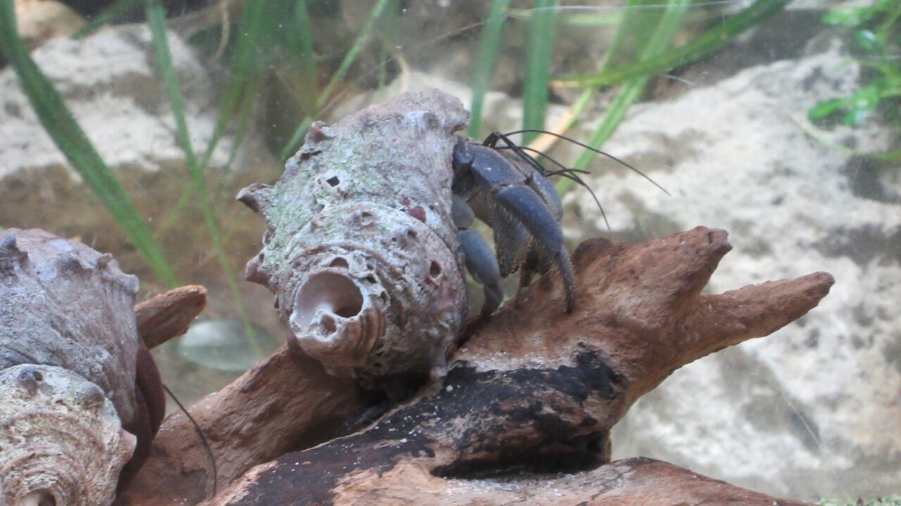 ムラサキオカヤドカリ