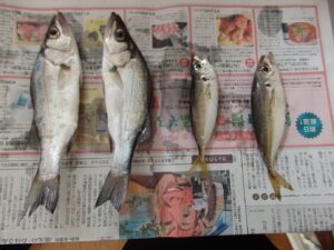 私が釣り上げたセイゴとアジ