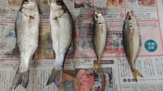 私が釣り上げたセイゴとアジ